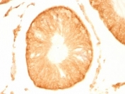 IHC: Formalin-fixed, paraffin-embedded rat testis stained with PGP 9.5 antibody (UCHL1/775).