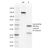 SDS-PAGE analysis of purified, BSA-free WT1 antibody (clone WT1/857) as confirmation of integrity and purity.