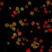 Immunofluorescent staining of PFA-fixed human Jurkat cells with ZAP-70 antibody (green, clone 2F3.2) and Reddot nuclear stain (red).