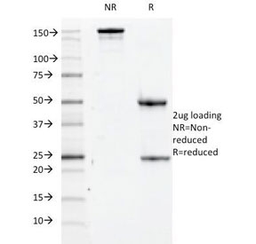 SDS-PAGE Analysis of Purified, BSA-Free CD84 Antibody (clone 152-1D5). Confirmation of Integrity and Purity of the Antibody