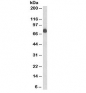 Western blot testing of Raji cell lysate with CD84 antibody (clone 152-1D5). Expected molecular weight: ~74 kDa.