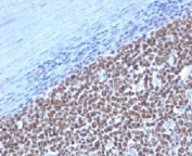 IHC: Formalin-fixed, paraffin-embedded human tonsil stained with Cyclin B1 antibody.