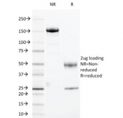SDS-PAGE analysis of purified, BSA-free Cyclin B1 antibody (clone CCNB1/1098) as confirmation of integrity and purity.