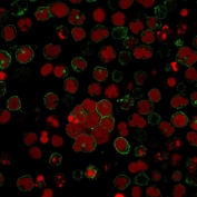 Immunofluorescent staining of human Molt-4 cells with CD2 antibody (clone LFA2/600, green) and Reddot nuclear stain (red).
