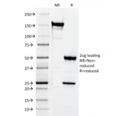 SDS-PAGE analysis of purified, BSA-free CD3e antibody (clone CRIS-7) as confirmation of integrity and purity.