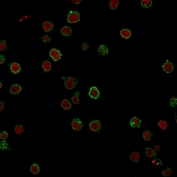 Immunofluorescent staining of FFPE human Jurkat cells with CD3e antibody (green, clone CRIS-7) and Reddot nuclear stain (red).