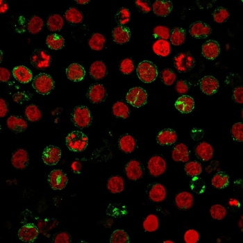 Immunofluorescent staining of human MOLT-4 cells with CD6 antibody (green, clone SPV-L14) and Reddot nuclear stain (red).~