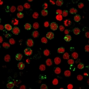 Immunofluorescent staining of human MOLT-4 cells with CD6 antibody (green, clone SPV-L14) and Reddot nuclear stain (red).