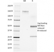 SDS-PAGE Analysis of Purified, BSA-Free CD7 Antibody (clone C7/511). Confirmation of Integrity and Purity of the Antibody.