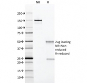 SDS-PAGE analysis of purified, BSA-free CD28 antibody (clone 204.12) as confirmation of integrity and purity.