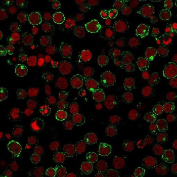 Immunofluorescent staining of human Jurkat cells with CD28 antibody (green, clone 204.12) and Reddot nuclear stain (red).~