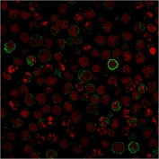 Immunofluorescent staining of human Raji cells with recombinant CD86 antibody (green, clone C86/1146) and Reddot nuclear stain (red).
