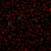 Immunofluorescent staining of human Ramos cells with recombinant CD86 antibody (green, clone SPM600) and Reddot nuclear stain (red).