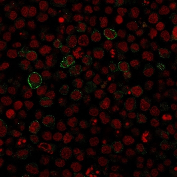 Immunofluorescent staining of human Ramos cells with recombinant CD86 antibody (green, clone SPM600) and Reddot nuclear stain (red).