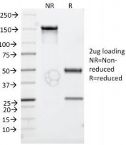 SDS-PAGE Analysis of Purified, BSA-Free CD30 Antibody (clone Ki-1/779). Confirmation of Integrity and Purity of the Antibody.