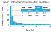 Analysis of HuProt(TM) microarray containing more than 19,000 full-length human proteins using Napsin A antibody (clone NAPSA/1238). These results demonstrate the foremost specificity of the NAPSA/1238 mAb. Z- and S- score: The Z-score represents the strength of a signal that an antibody (in combination with a fluorescently-tagged anti-IgG secondary Ab) produces when binding to a particular protein on the HuProt(TM) array. Z-scores are described in units of standard deviations (SD's) above the mean value of all signals generated on that array. If the targets on the HuProt(TM) are arranged in descending order of the Z-score, the S-score is the difference (also in units of SD's) between the Z-scores. The S-score therefore represents the relative target specificity of an Ab to its intended target.