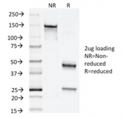 SDS-PAGE analysis of purified, BSA-free Napsin A antibody (clone NAPSA/1238) as confirmation of integrity and purity.