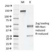 SDS-PAGE Analysis of Purified, BSA-Free Napsin A Antibody (clone NAPSA/1239). Confirmation of Integrity and Purity of the Antibody.