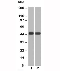 Western blot of 1) K562 and 2) HEK293 cell lysates using Napsin-A antibody (NAPSA/1239). Predicted molecular weight ~45 kDa.