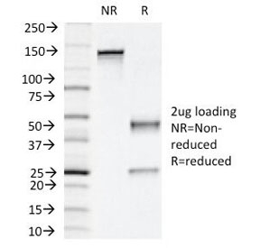 SDS-PAGE Analysis of Purified, BSA-Free Napsin A Antibody (clone NAPSA/1239). Confirmation of Integrity and Purity of the Anti