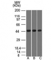 Western blot testing of A) K562, B) HEK293 and C) A549 lysate using Napsin A antibody. Predicted molecular weight ~45 kDa.