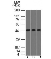 Western blot testing of A) K562, B) HEK293 and C) A549 lysate using Napsin A antibody. Predicted molecular weight