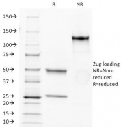 SDS-PAGE Analysis of Purified, BSA-Free Anti-CD34 Antibody (clone HPCA1/1171). Confirmation of Integrity and Purity of the Antibody.
