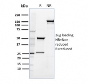 SDS-PAGE Analysis of Purified, BSA-Free CD36 Antibody (clone 185-1G2). Confirmation of Integrity and Purity of the Antibody.
