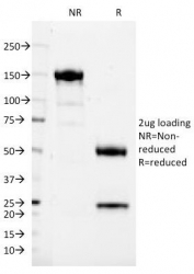SDS-PAGE Analysis of Purified, BSA-Free CD37 Antibody (clone IPO-24). Confirmation of Integrity and Purity of the Antibody.