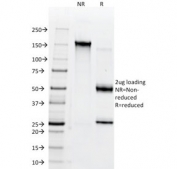 SDS-PAGE analysis of purified, BSA-free CD38 antibody (clone AT1) as confirmation of integrity and purity.