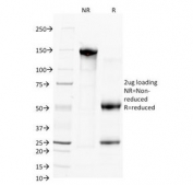 SDS-PAGE Analysis of Purified, BSA-Free CD38 Antibody (clone FS02). Confirmation of Integrity and Purity of the Antibody.