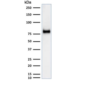 Western blot testing of human HeLa cell lysate with CD44 antibody (clone SPM521). Expected molecular weight ~81 kDa.~