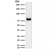 Western blot testing of human HeLa cell lysate with CD44 antibody (clone SPM521). Expected molecular weight ~81 kDa.