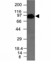 Western blot of DU145 cell lysate using CD44 antibody (clone HCAM/918). Predicted molecular weight ~81 kDa.