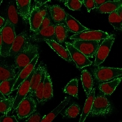 Immunofluorescent staining of human HeLa cells with HCAM antibody (clone HCAM/918, green) and Reddot nuclear stain (red).