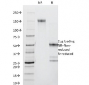 SDS-PAGE analysis of purified, BSA-free CD44 antibody (clone DF1485) as confirmation of integrity and purity.