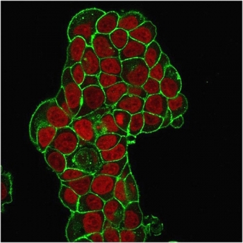 Immunofluorescent staining of PFA-fixed human MCF7 cells with CD47 antibody (green, clone IAP/964) and Reddo