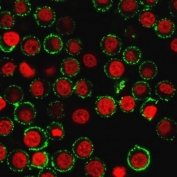 Immunofluorescent staining of live human Jurkat cells with CD47 antibody (green, clone IAP/964) and Reddot nuclear stain (red).