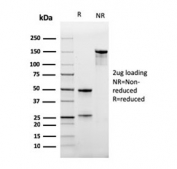 SDS-PAGE analysis of purified, BSA-free CD47 antibody (clone IAP/964) as confirmation of integrity and purity.