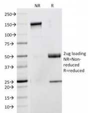 SDS-PAGE Analysis of Purified, BSA-Free CD53 Antibody (clone 63-5A3). Confirmation of Integrity and Purity of the Antibody.