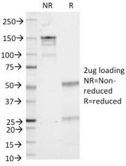 SDS-PAGE Analysis of Purified, BSA-Free CD53 Antibody (clone 161-2). Confirmation of Integrity and Purity of the Antibody.