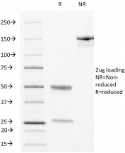 SDS-PAGE analysis of purified, BSA-free LAMP-3 antibody as confirmation of integrity and purity.