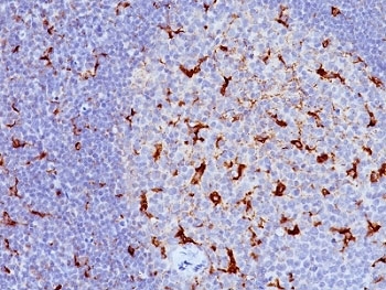 IHC: Formalin-fixed, paraffin-embedded human tonsil stained with CD68 antibody (LAMP4/824).~