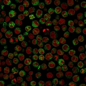 Immunofluorescent staining of PFA-fixed human Raji cells with CD79a antibody (green, clone IGA/764) and Reddot nuclear stain (red).