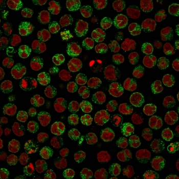 Immunofluorescent staining of PFA-fixed human Raji cells with CD79a antibody (green, clone IGA/764) and Reddot nuclear stain (red).