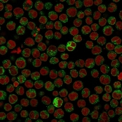 Immunofluorescent staining of PFA-fixed human Raji cells with CD79a antibody (green, clone IGA/515) and Reddot nuclear stain (red).
