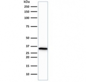 Western blot testing of human HeLa cell lysate with CDC2 antibody (clone CDK1/873). Predicted molecular weight ~33 kDa.