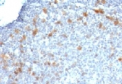IHC: Formalin-fixed, paraffin-embedded human tonsil stained with Cdc20 antibody (CDC20/1102)