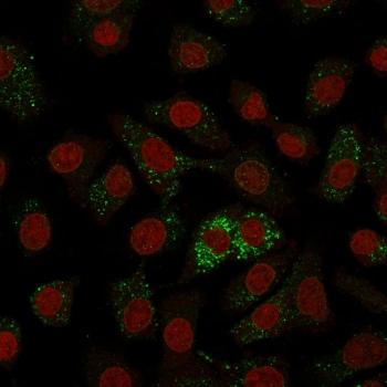 Immunofluorescent staining of human A549 cells with Major Vault Protein antibody (green, clone 1014) and Reddot nuclear stain (red).~