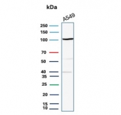 Western blot testing of A549 cell lysate with Major Vault Protein antibody (clone 1014). Observed molecular weight: 104~110 kDa.